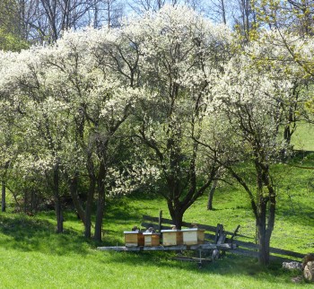 Bienenstcke beim Stampfbauern in Puchberg